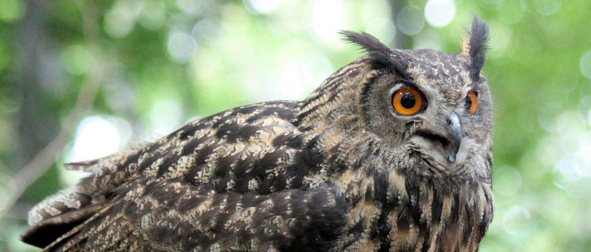 Puszczyk - lat: Bubo Bubo