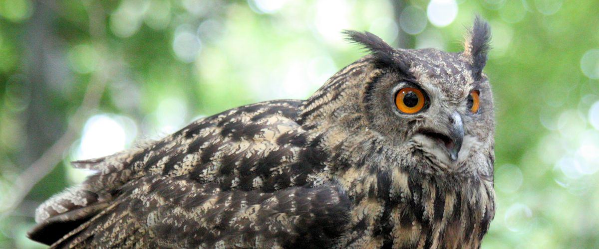 Puszczyk - lat: Bubo Bubo