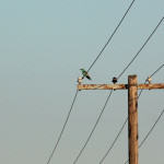 <b>Kraska zwyczajna</b> lat: Coracias garrulus en: European roller de: Blauracke <b>Kraska zwyczajna</b> lat: Coracias garrulus en: European roller de: Blauracke