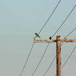 <b>Kraska zwyczajna</b> lat: Coracias garrulus en: European roller de: Blauracke <b>Kraska zwyczajna</b> lat: Coracias garrulus en: European roller de: Blauracke