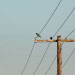 <b>Kraska zwyczajna</b> lat: Coracias garrulus en: European roller de: Blauracke <b>Kraska zwyczajna</b> lat: Coracias garrulus en: European roller de: Blauracke