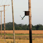 <b>Kraska zwyczajna</b> lat: Coracias garrulus en: European roller de: Blauracke <b>Kraska zwyczajna</b> lat: Coracias garrulus en: European roller de: Blauracke