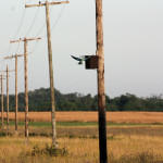 <b>Kraska zwyczajna</b> lat: Coracias garrulus en: European roller de: Blauracke <b>Kraska zwyczajna</b> lat: Coracias garrulus en: European roller de: Blauracke