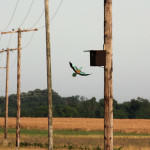 <b>Kraska zwyczajna</b> lat: Coracias garrulus en: European roller de: Blauracke <b>Kraska zwyczajna</b> lat: Coracias garrulus en: European roller de: Blauracke