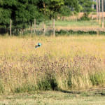 <b>Kraska zwyczajna</b> lat: Coracias garrulus en: European roller de: Blauracke <b>Kraska zwyczajna</b> lat: Coracias garrulus en: European roller de: Blauracke