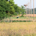 <b>Kraska zwyczajna</b> lat: Coracias garrulus en: European roller de: Blauracke <b>Kraska zwyczajna</b> lat: Coracias garrulus en: European roller de: Blauracke