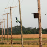 <b>Kraska zwyczajna</b> lat: Coracias garrulus en: European roller de: Blauracke <b>Kraska zwyczajna</b> lat: Coracias garrulus en: European roller de: Blauracke