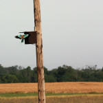 <b>Kraska zwyczajna</b> lat: Coracias garrulus en: European roller de: Blauracke <b>Kraska zwyczajna</b> lat: Coracias garrulus en: European roller de: Blauracke