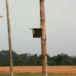 <b>Kraska zwyczajna</b> lat: Coracias garrulus en: European roller de: Blauracke <b>Kraska zwyczajna</b> lat: Coracias garrulus en: European roller de: Blauracke