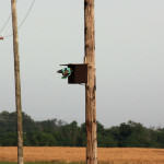<b>Kraska zwyczajna</b> lat: Coracias garrulus en: European roller de: Blauracke <b>Kraska zwyczajna</b> lat: Coracias garrulus en: European roller de: Blauracke