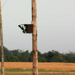 <b>Kraska zwyczajna</b> lat: Coracias garrulus en: European roller de: Blauracke <b>Kraska zwyczajna</b> lat: Coracias garrulus en: European roller de: Blauracke