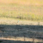<b>Kraska zwyczajna</b> lat: Coracias garrulus en: European roller de: Blauracke <b>Kraska zwyczajna</b> lat: Coracias garrulus en: European roller de: Blauracke