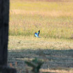 <b>Kraska zwyczajna</b> lat: Coracias garrulus en: European roller de: Blauracke <b>Kraska zwyczajna</b> lat: Coracias garrulus en: European roller de: Blauracke