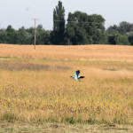 <b>Kraska zwyczajna</b> lat: Coracias garrulus en: European roller de: Blauracke <b>Kraska zwyczajna</b> lat: Coracias garrulus en: European roller de: Blauracke