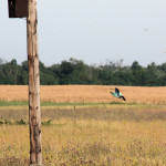 <b>Kraska zwyczajna</b> lat: Coracias garrulus en: European roller de: Blauracke <b>Kraska zwyczajna</b> lat: Coracias garrulus en: European roller de: Blauracke