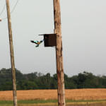 <b>Kraska zwyczajna</b> lat: Coracias garrulus en: European roller de: Blauracke <b>Kraska zwyczajna</b> lat: Coracias garrulus en: European roller de: Blauracke