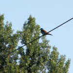 <b>Kraska zwyczajna</b> lat: Coracias garrulus en: European roller de: Blauracke <b>Kraska zwyczajna</b> lat: Coracias garrulus en: European roller de: Blauracke