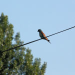 <b>Kraska zwyczajna</b> lat: Coracias garrulus en: European roller de: Blauracke <b>Kraska zwyczajna</b> lat: Coracias garrulus en: European roller de: Blauracke