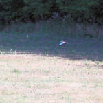 <b>Kraska zwyczajna</b> lat: Coracias garrulus en: European roller de: Blauracke <b>Kraska zwyczajna</b> lat: Coracias garrulus en: European roller de: Blauracke