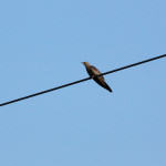 <b>Kukułka zwyczajna</b> lat: Cuculus canorus en: Common cuckoo de: Kuckuck <b>Kukułka zwyczajna</b> lat: Cuculus canorus en: Common cuckoo de: Kuckuck