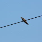 <b>Kukułka zwyczajna</b> lat: Cuculus canorus en: Common cuckoo de: Kuckuck <b>Kukułka zwyczajna</b> lat: Cuculus canorus en: Common cuckoo de: Kuckuck