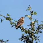 <b>Potrzeszcz</b> lat: Emberiza calandra en: Corn bunting de:Grauammer <b>Potrzeszcz</b> lat: Emberiza calandra en: Corn bunting de:Grauammer