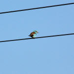 <b>Kraska zwyczajna</b> lat: Coracias garrulus en: European roller de: Blauracke <b>Kraska zwyczajna</b> lat: Coracias garrulus en: European roller de: Blauracke