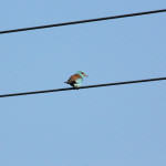 <b>Kraska zwyczajna</b> lat: Coracias garrulus en: European roller de: Blauracke <b>Kraska zwyczajna</b> lat: Coracias garrulus en: European roller de: Blauracke