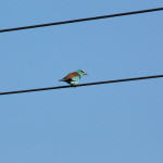 <b>Kraska zwyczajna</b> lat: Coracias garrulus en: European roller de: Blauracke <b>Kraska zwyczajna</b> lat: Coracias garrulus en: European roller de: Blauracke