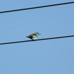 <b>Kraska zwyczajna</b> lat: Coracias garrulus en: European roller de: Blauracke <b>Kraska zwyczajna</b> lat: Coracias garrulus en: European roller de: Blauracke