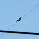 <b>Kraska zwyczajna</b> lat: Coracias garrulus en: European roller de: Blauracke <b>Kraska zwyczajna</b> lat: Coracias garrulus en: European roller de: Blauracke