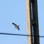 <b>Kraska zwyczajna</b> lat: Coracias garrulus en: European roller de: Blauracke <b>Kraska zwyczajna</b> lat: Coracias garrulus en: European roller de: Blauracke