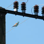 <b>Kraska zwyczajna</b> lat: Coracias garrulus en: European roller de: Blauracke <b>Kraska zwyczajna</b> lat: Coracias garrulus en: European roller de: Blauracke