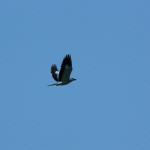 <b>Kraska zwyczajna</b> lat: Coracias garrulus en: European roller de: Blauracke <b>Kraska zwyczajna</b> lat: Coracias garrulus en: European roller de: Blauracke