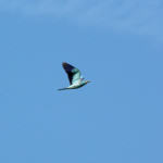 <b>Kraska zwyczajna</b> lat: Coracias garrulus en: European roller de: Blauracke <b>Kraska zwyczajna</b> lat: Coracias garrulus en: European roller de: Blauracke