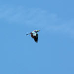 <b>Kraska zwyczajna</b> lat: Coracias garrulus en: European roller de: Blauracke <b>Kraska zwyczajna</b> lat: Coracias garrulus en: European roller de: Blauracke
