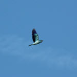 <b>Kraska zwyczajna</b> lat: Coracias garrulus en: European roller de: Blauracke <b>Kraska zwyczajna</b> lat: Coracias garrulus en: European roller de: Blauracke