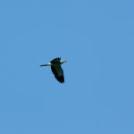 <b>Kraska zwyczajna</b> lat: Coracias garrulus en: European roller de: Blauracke <b>Kraska zwyczajna</b> lat: Coracias garrulus en: European roller de: Blauracke