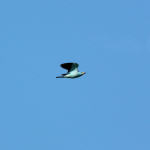 <b>Kraska zwyczajna</b> lat: Coracias garrulus en: European roller de: Blauracke <b>Kraska zwyczajna</b> lat: Coracias garrulus en: European roller de: Blauracke