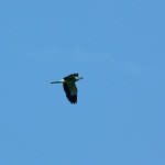 <b>Kraska zwyczajna</b> lat: Coracias garrulus en: European roller de: Blauracke <b>Kraska zwyczajna</b> lat: Coracias garrulus en: European roller de: Blauracke