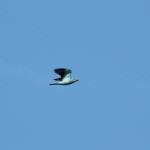 <b>Kraska zwyczajna</b> lat: Coracias garrulus en: European roller de: Blauracke <b>Kraska zwyczajna</b> lat: Coracias garrulus en: European roller de: Blauracke