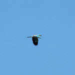 <b>Kraska zwyczajna</b> lat: Coracias garrulus en: European roller de: Blauracke <b>Kraska zwyczajna</b> lat: Coracias garrulus en: European roller de: Blauracke