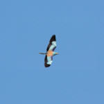 <b>Kraska zwyczajna</b> lat: Coracias garrulus en: European roller de: Blauracke <b>Kraska zwyczajna</b> lat: Coracias garrulus en: European roller de: Blauracke