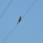 <b>Kraska zwyczajna</b> lat: Coracias garrulus en: European roller de: Blauracke <b>Kraska zwyczajna</b> lat: Coracias garrulus en: European roller de: Blauracke