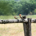 <b>Dudek zwyczajny</b> lat: Upupa epops en: Hoopoe de: Wiedehopf <b>Dudek zwyczajny</b> lat: Upupa epops en: Hoopoe de: Wiedehopf