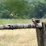 <b>Dudek zwyczajny</b> lat: Upupa epops en: Hoopoe de: Wiedehopf <b>Dudek zwyczajny</b> lat: Upupa epops en: Hoopoe de: Wiedehopf