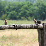 <b>Dudek zwyczajny</b> lat: Upupa epops en: Hoopoe de: Wiedehopf <b>Dudek zwyczajny</b> lat: Upupa epops en: Hoopoe de: Wiedehopf