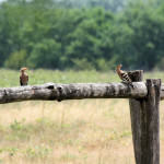 <b>Dudek zwyczajny</b> lat: Upupa epops en: Hoopoe de: Wiedehopf <b>Dudek zwyczajny</b> lat: Upupa epops en: Hoopoe de: Wiedehopf