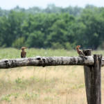 <b>Dudek zwyczajny</b> lat: Upupa epops en: Hoopoe de: Wiedehopf <b>Dudek zwyczajny</b> lat: Upupa epops en: Hoopoe de: Wiedehopf