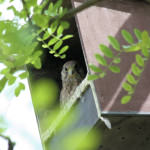 <b>Pustułka zwyczajna</b> lat: Falco tinnunculus en: Common kestrel de: Turmfalke <b>Pustułka zwyczajna</b> lat: Falco tinnunculus en: Common kestrel de: Turmfalke